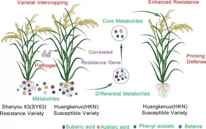 Metabolite-driven varietal intercropping rice blast resistance mechanism